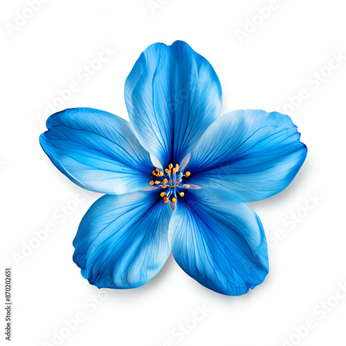 blue flower isolated on white