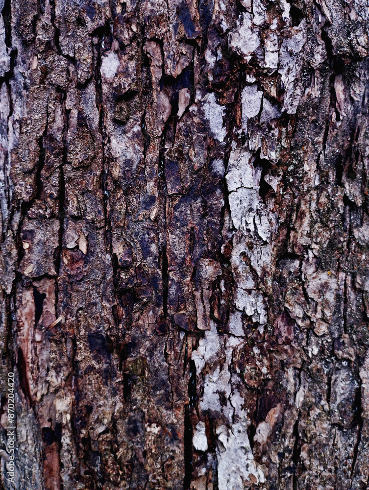 Fototapeta premium Wooden background, tree bark