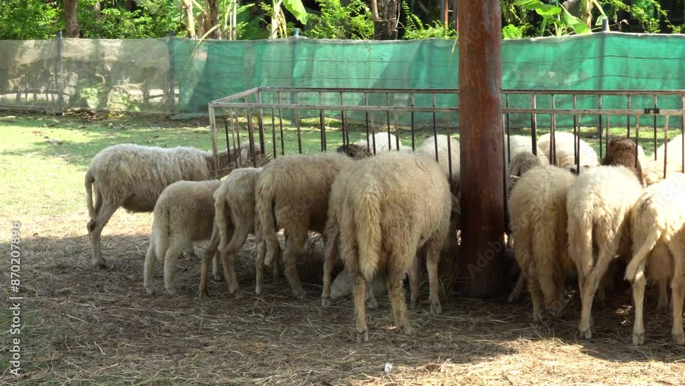 Farm animal sheep walking, resting, eating grass freely in farmland