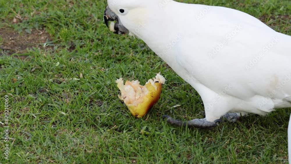Cockatoo Eating Fruit in Lorne Cockatoo Eating Fruit in Lorne