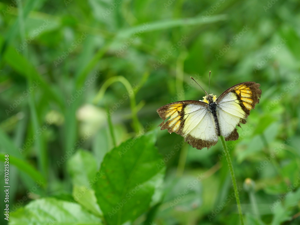 Obraz premium Yellow Orange Tip ( Ixias pyrene ) butterfly seeking nectar on Spanish Needle flower in the field with natural green background, Pattern yellow and black on white color wing of insect