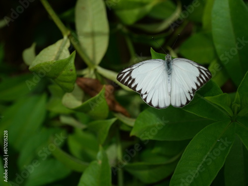 Striped Albatross ( Appias libythea )  butterfly on green leaf of tree plant in forest, Patterned brown white and black color on on wing of Tropical insect, Thailand photo