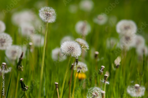 Dandelions in the field.