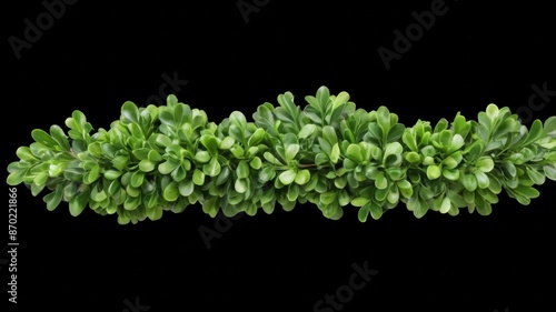 green boxwood branch with beautiful shape isolated on transparent background photo