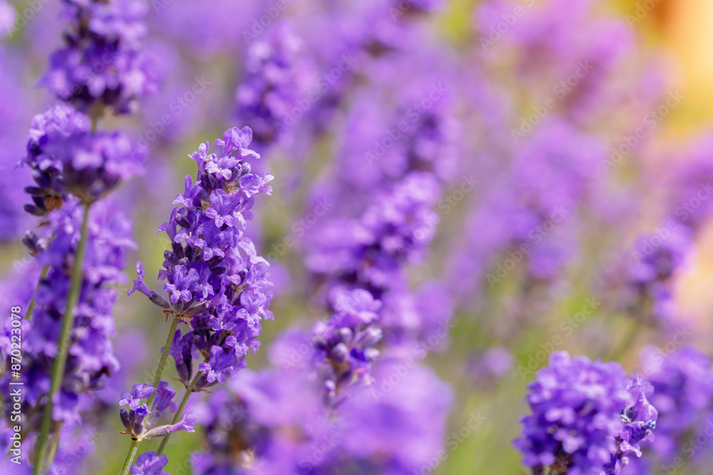 Purple Lavender Flowers in Full Bloom in Garden During Summer Purple Lavender Flowers in Full Bloom in Garden During Summer