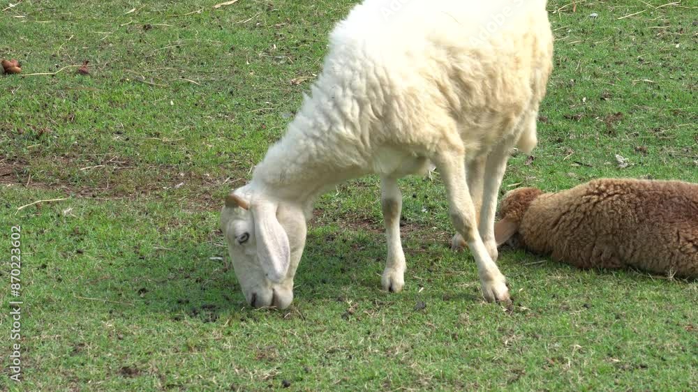 Farm animal sheep walking, resting, eating grass freely in farmland Farm animal sheep walking, resting, eating grass freely in farmland