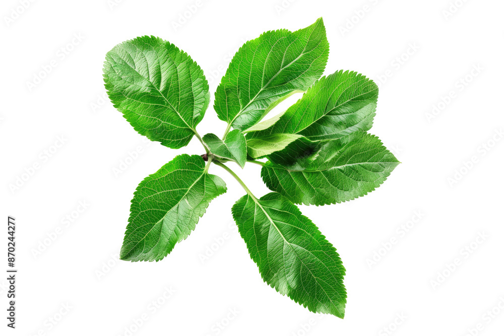 Apple leaves isolated on transparent background Apple leaves isolated on transparent background