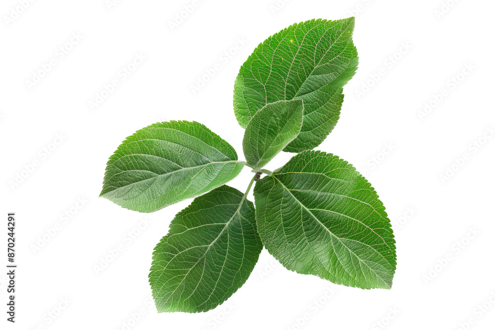 Apple leaves isolated on transparent background Apple leaves isolated on transparent background