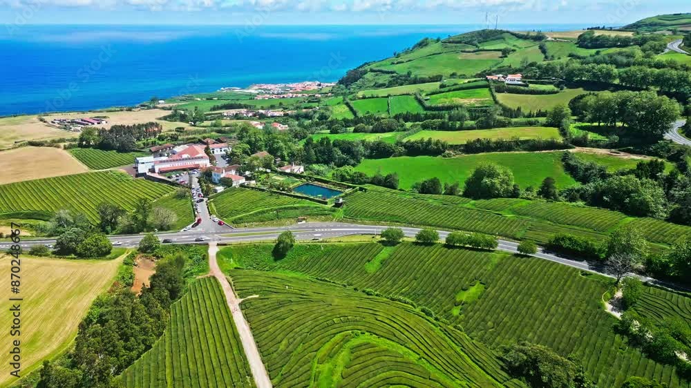 Lush green tea fields stretch towards the ocean on the Cha Gorreana Tea Plantation in the Azores Lush green tea fields stretch towards the ocean on the Cha Gorreana Tea Plantation in the Azores
