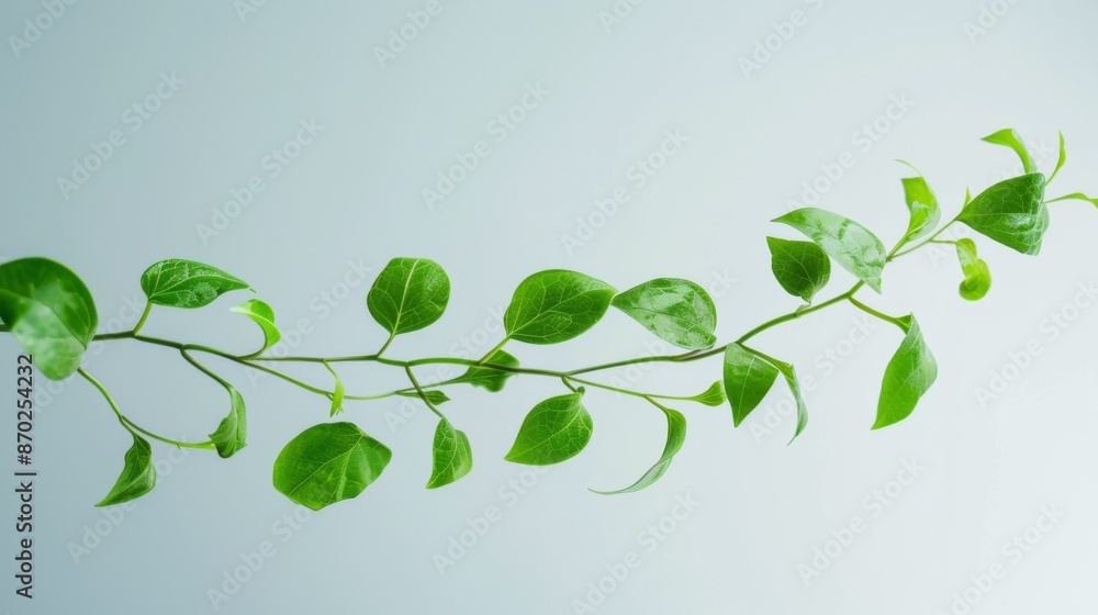 Green leaves of the plant on a white background. Green leaves of the plant on a white background.