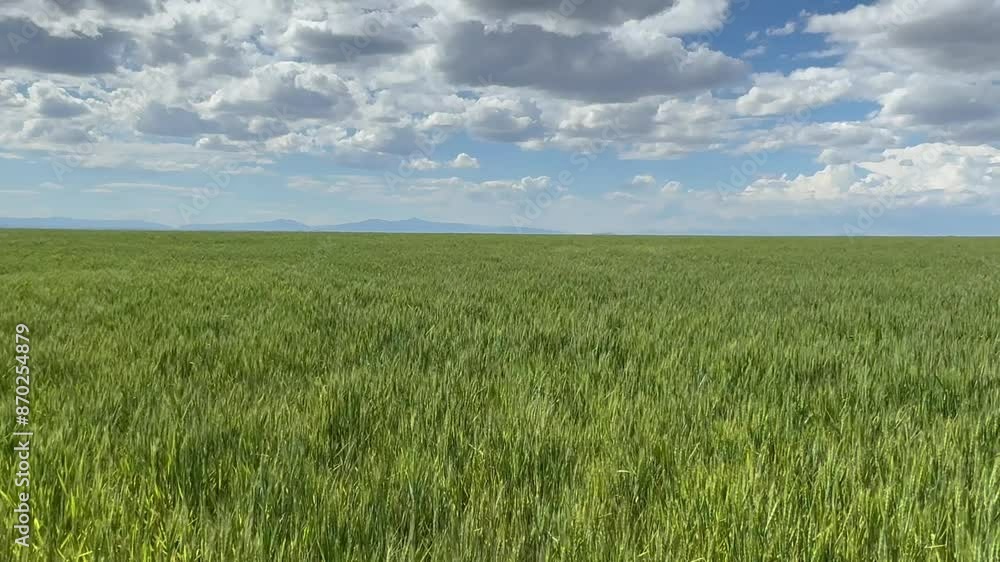 Green wheat field swaying in the wind Green wheat field swaying in the wind