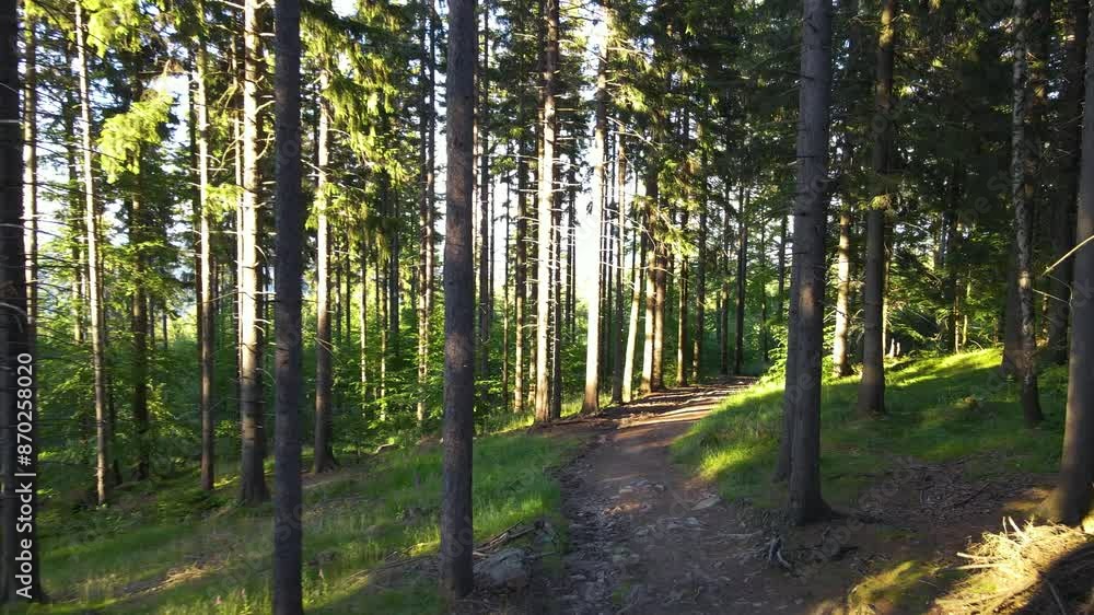 Summer Saastal Saas-Fee Switzerland aerial photography drone mountain larch forest coniferous top clouds Swiss Alps mountain peaks valley drone movement