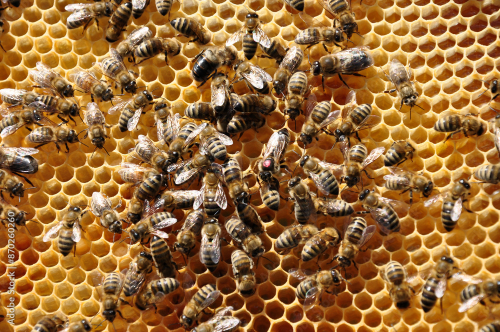 Fleißiges Bienchen #Bienenvolk und Königin mit roten Punkt auf der Honigwabe. Fleißiges Bienchen #Bienenvolk und Königin mit roten Punkt auf der Honigwabe.