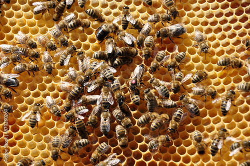 Fleißiges Bienchen #Bienenvolk und Königin mit roten Punkt auf der Honigwabe.