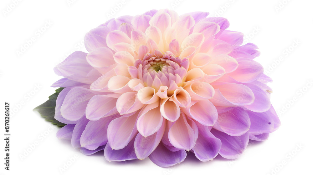 Two flowers, one purple and one white isolated on a transparent background Two flowers, one purple and one white isolated on a transparent background