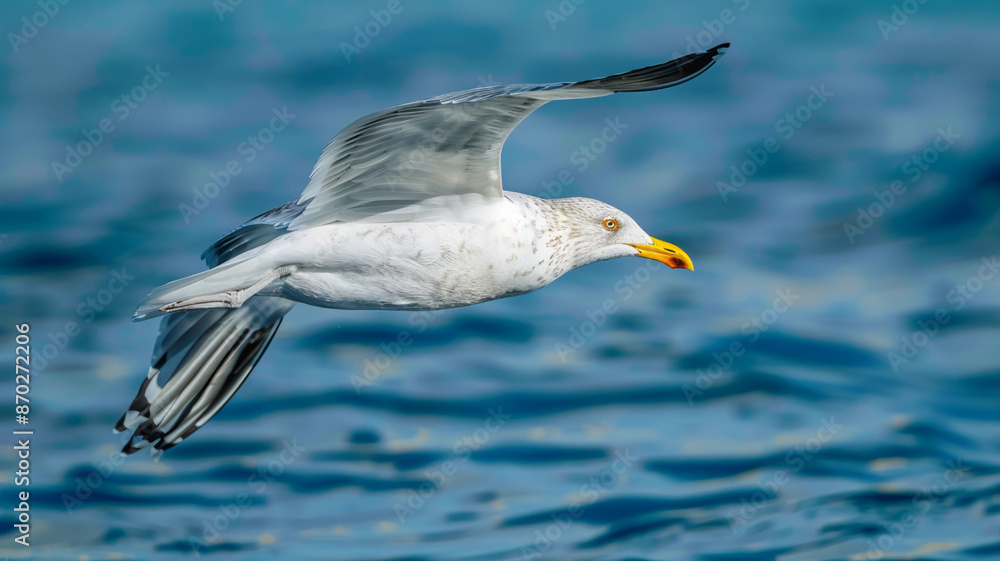 Fototapeta premium Seagull flying over blue water, AI Generative.