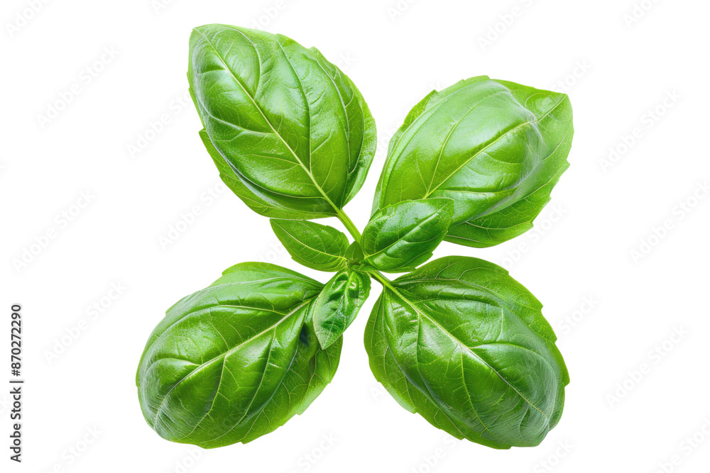 Green basil isolated on transparent background Green basil isolated on transparent background