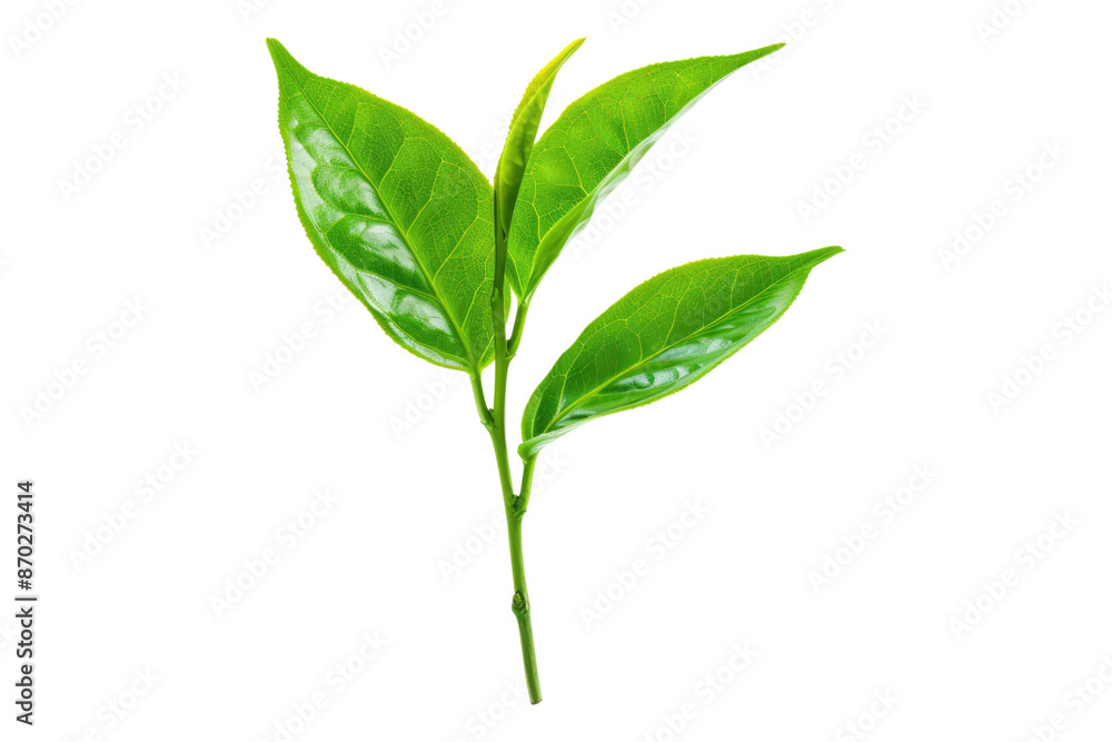 Fototapeta premium Green tea leaves isolated on transparent background