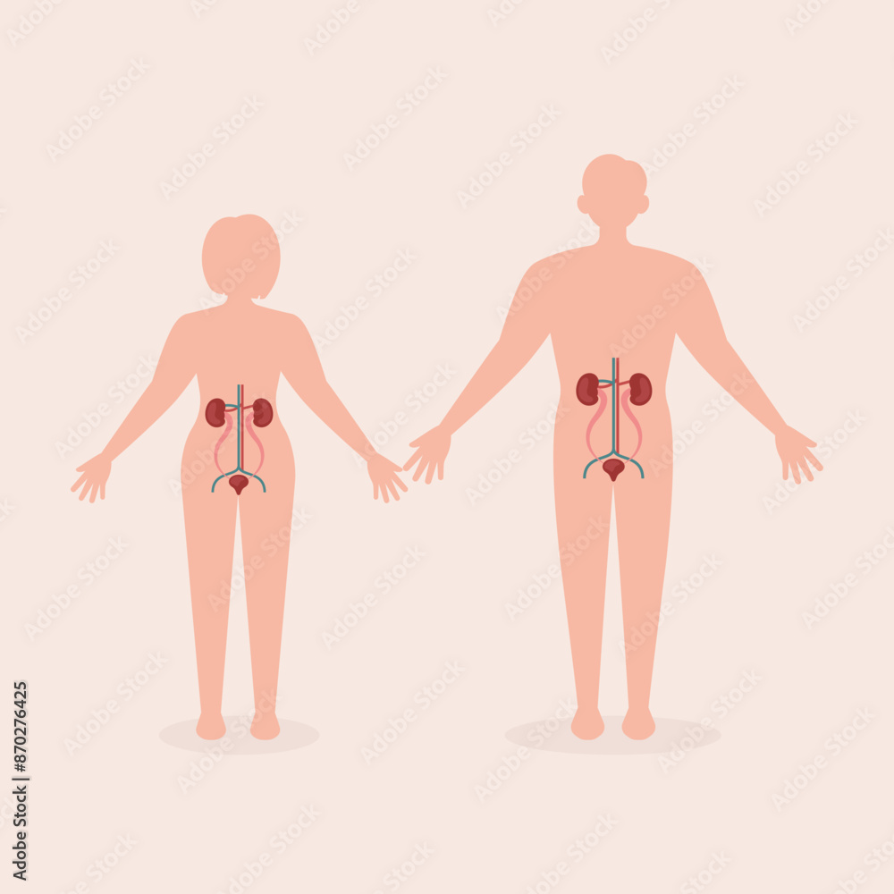 Urinary Human Organ System Flat Illustration