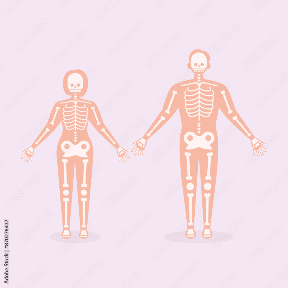 Skeletal Human Organ System Flat Illustration Skeletal Human Organ System Flat Illustration