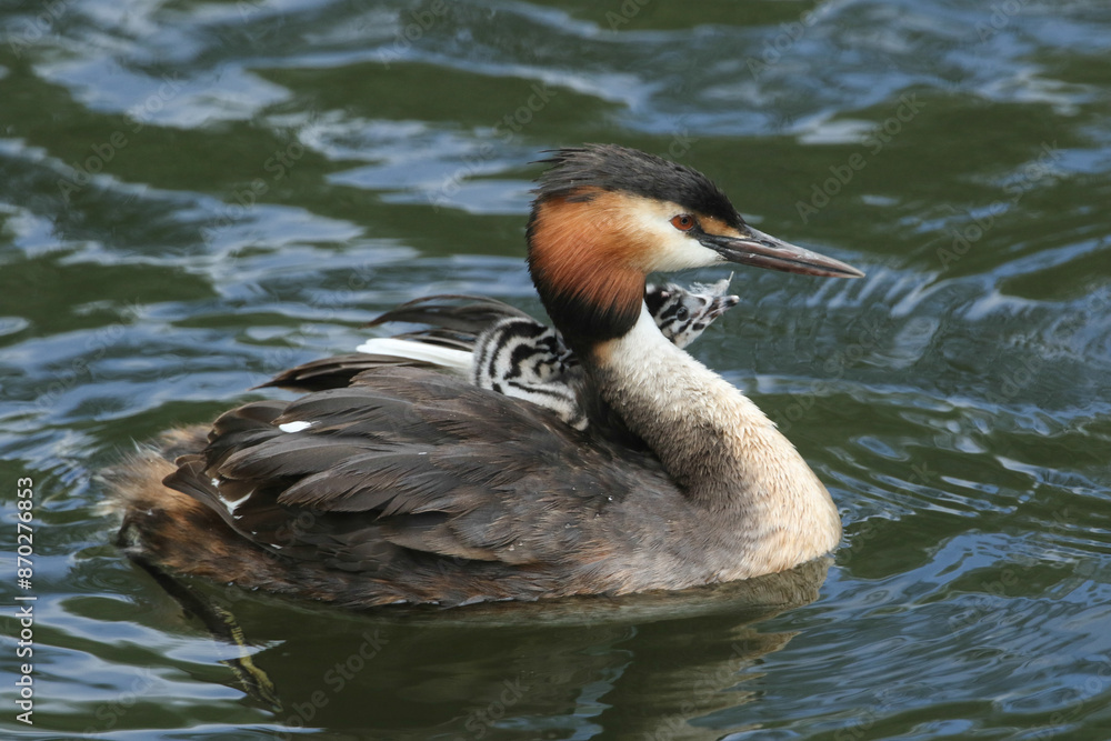 A Great Crested Grebe, Podiceps cristatus, is swimming on a river with her two cute babies being carried on her back. A Great Crested Grebe, Podiceps cristatus, is swimming on a river with her two cute babies being carried on her back.