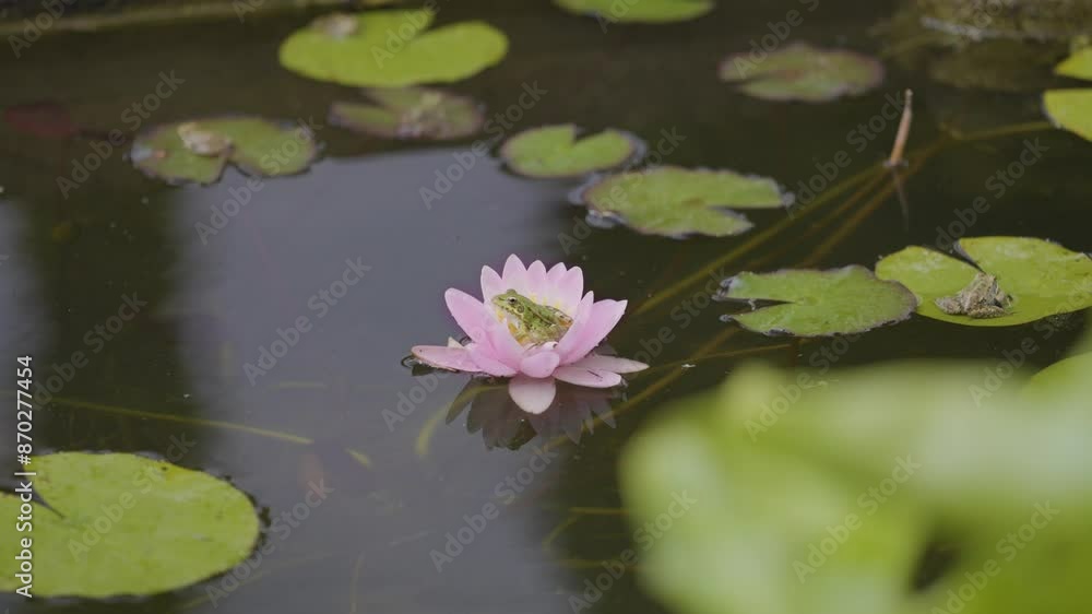 A charming frog perched gracefully on a water lily, capturing a serene moment in the tranquil beauty of nature A charming frog perched gracefully on a water lily, capturing a serene moment in the tranquil beauty of nature
