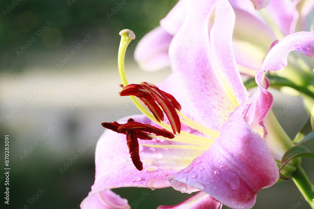 Obraz premium lys en fleurs 