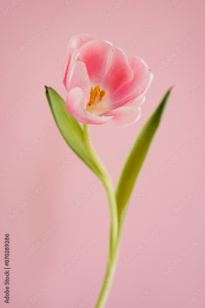 Fototapeta premium Vibrant Pink Tulip in Full Bloom Against Minimalist Light Pastel Pink Background. Close-Up of a Beautiful Flower with Green Leaves and Stem. Perfect for Spring and Nature Themed Background