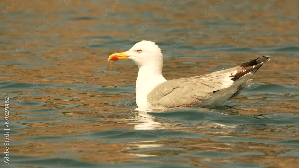Seagull Floating on Calm Waters Seagull Floating on Calm Waters