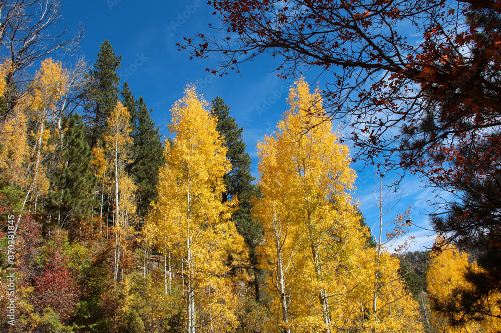 Fototapeta premium autumn trees in the forest