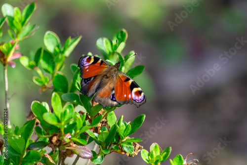 Red peacock - day butterfly on flowers, spring. photo