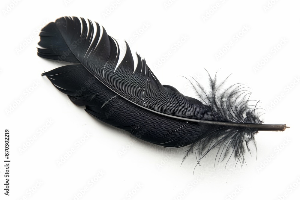 Black feather on white background, lightweight Black feather on white background, lightweight