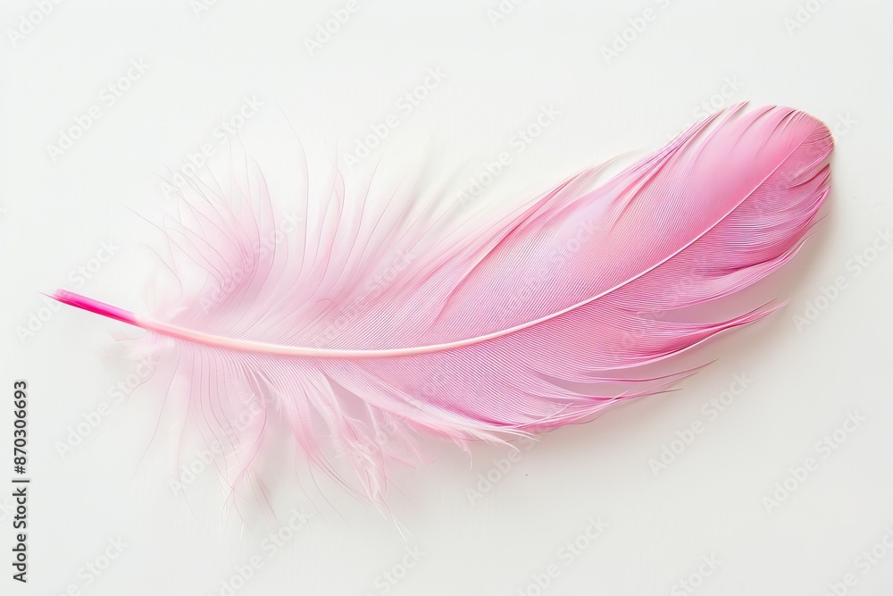 Pink feather on white background, lightweight Pink feather on white background, lightweight