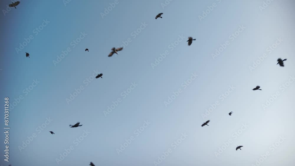 Drone shot following a flock of birds as they fly together on a clear sunny day Drone shot following a flock of birds as they fly together on a clear sunny day