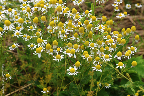 Matricaria recutita (Matricaria chamomilla) flowers photo