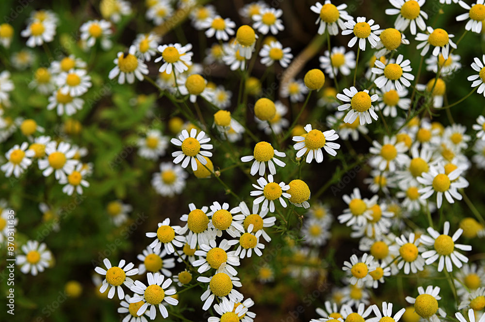 Matricaria recutita (Matricaria chamomilla) flowers Matricaria recutita (Matricaria chamomilla) flowers