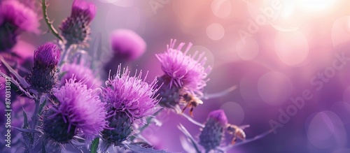 A blooming bull thistle pla...