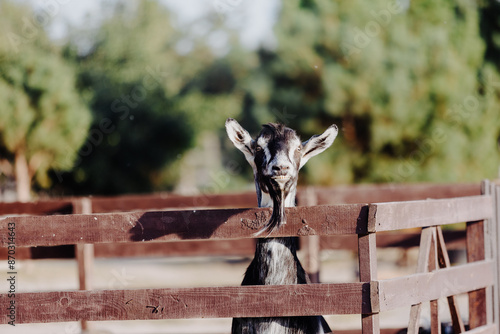 Portrait of a black and white goat standing by a wooden fence in a rural setting.
