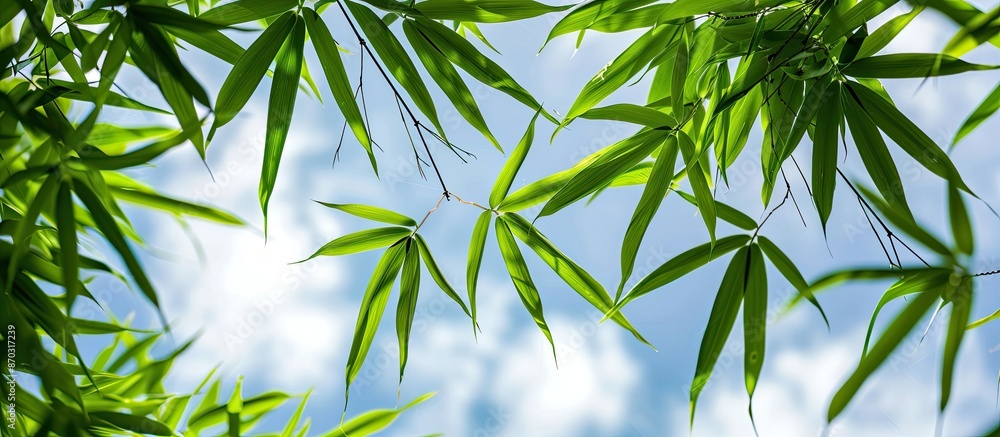Obraz premium A captivating backdrop with fresh green bamboo leaves against the sky in a close-up copy space image.