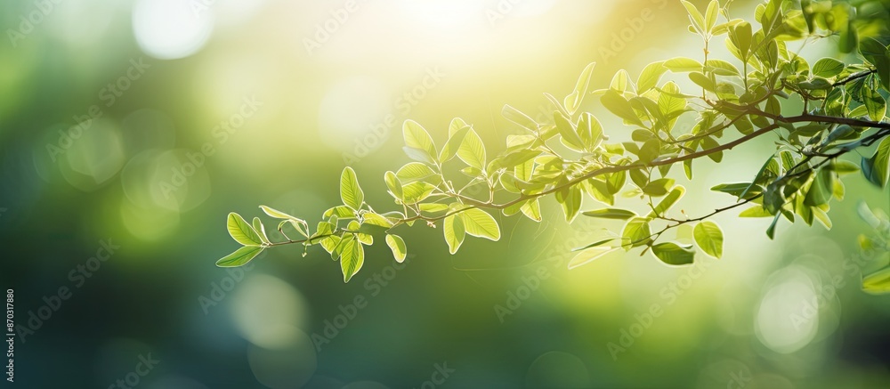 Blurry photos with bokeh effect under a tree, featuring a fresh and healthy concept in nature, for use as a background with copy space image. Blurry photos with bokeh effect under a tree, featuring a fresh and healthy concept in nature, for use as a background with copy space image.