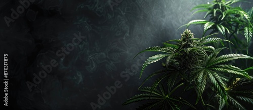 Nearly ripe marijuana plant...