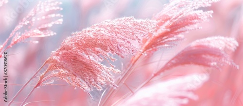 A vibrant pink reed sways g...