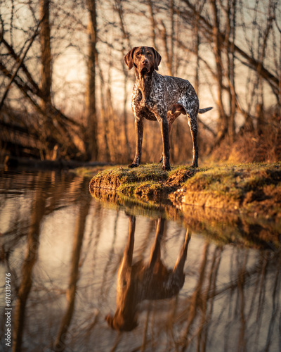 Bild auf Leinwand german shorthaired pointer at lake
