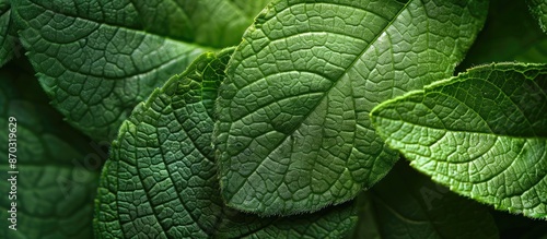 Texture of a herbaceous pla...