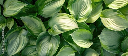 Hosta leaves in light green...