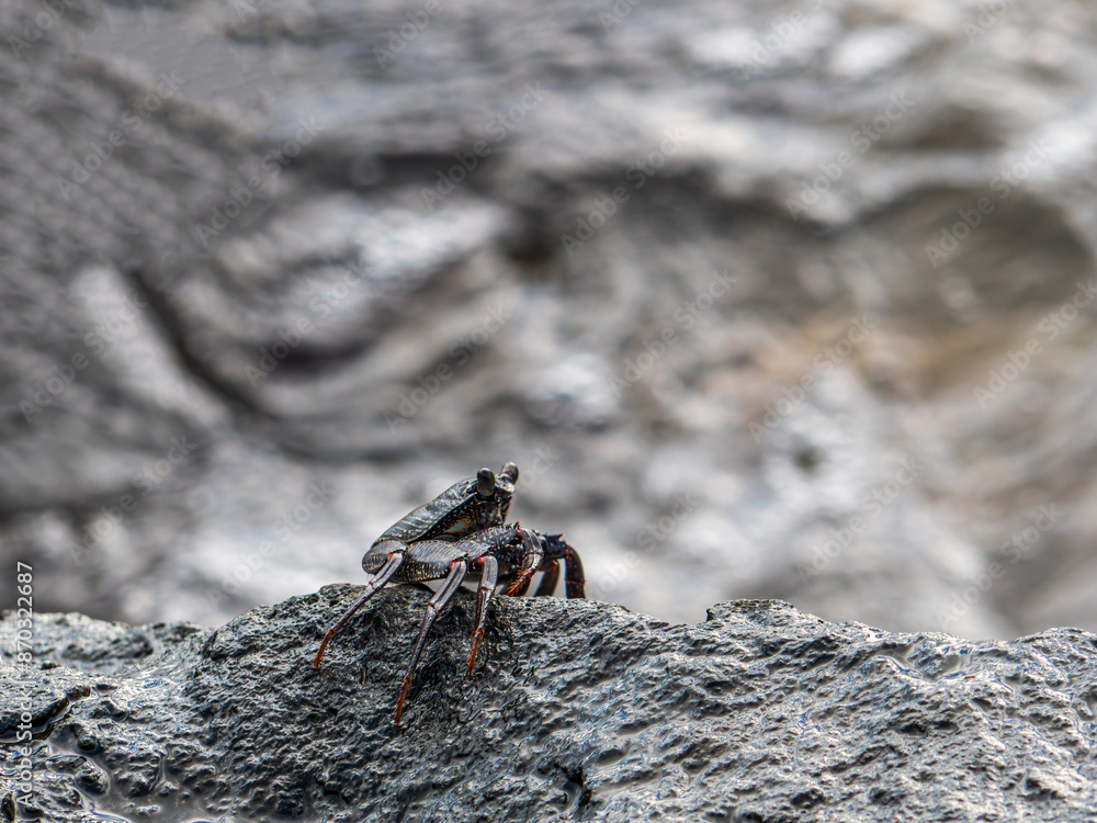 Fototapeta premium Crab in close up black rock view at the Hawaiian Oahu island