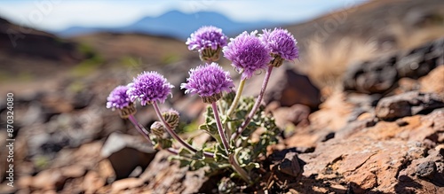 Endemic to the central Canary Islands, Pterocephalus dumetorum is a mountain scabious plant seen in the flora of Gran Canaria, as depicted in the copy space image. photo