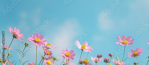 Pink and yellow cosmos flow...
