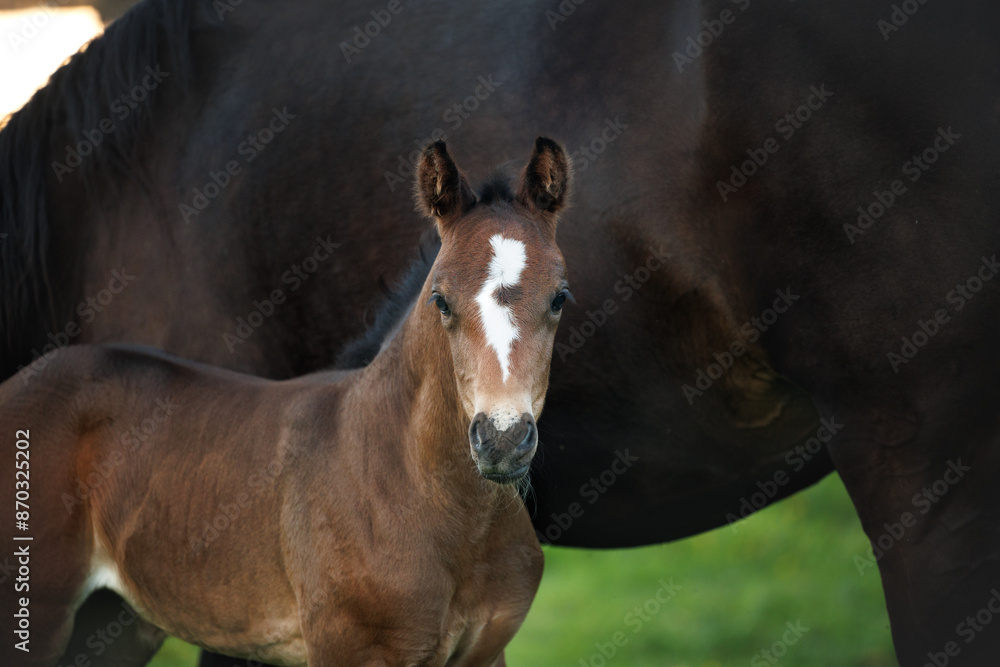 Obraz premium close up portrait of a brown foal