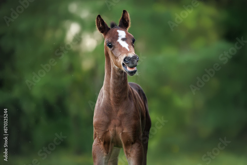 a portrait of a baby foal clacking teeth photo